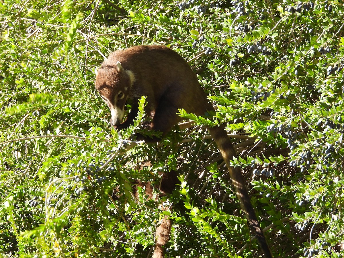 White-nosed Coati - ML645696906