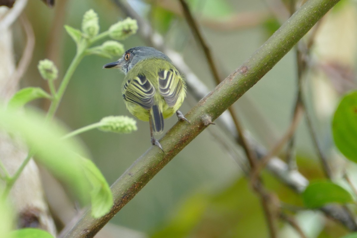 Spotted Tody-Flycatcher - ML645696908