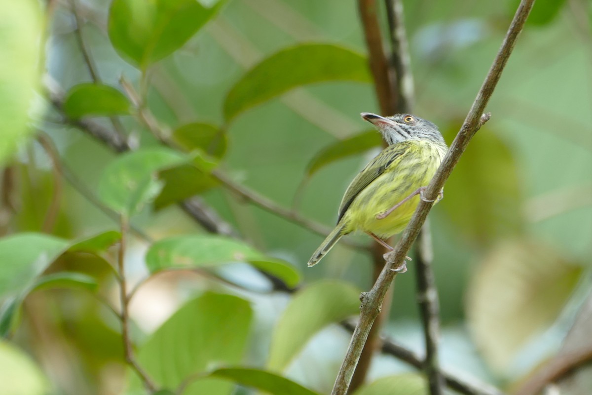 Spotted Tody-Flycatcher - ML645696909