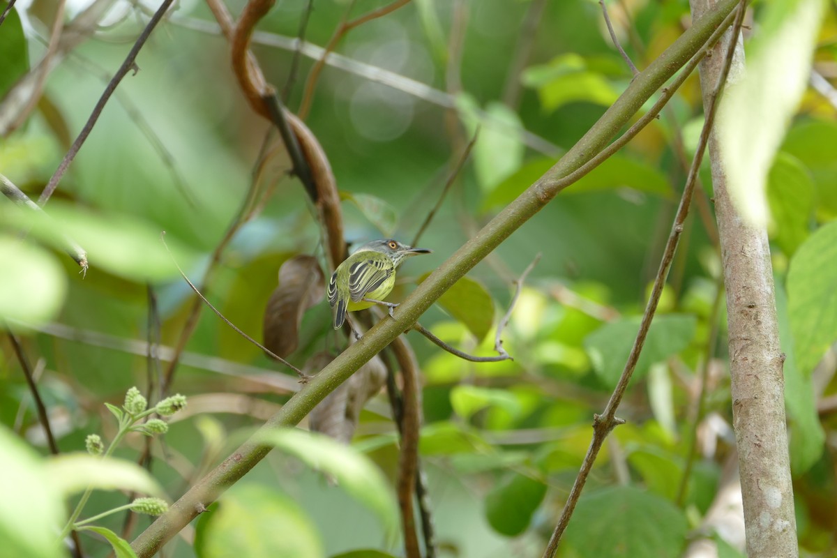 Spotted Tody-Flycatcher - ML645696910