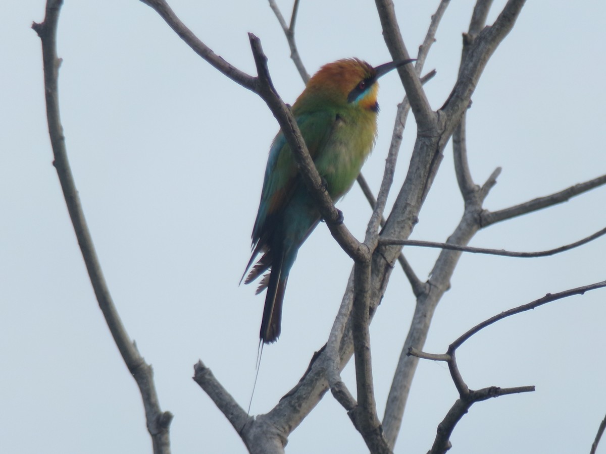 Rainbow Bee-eater - ML645696911