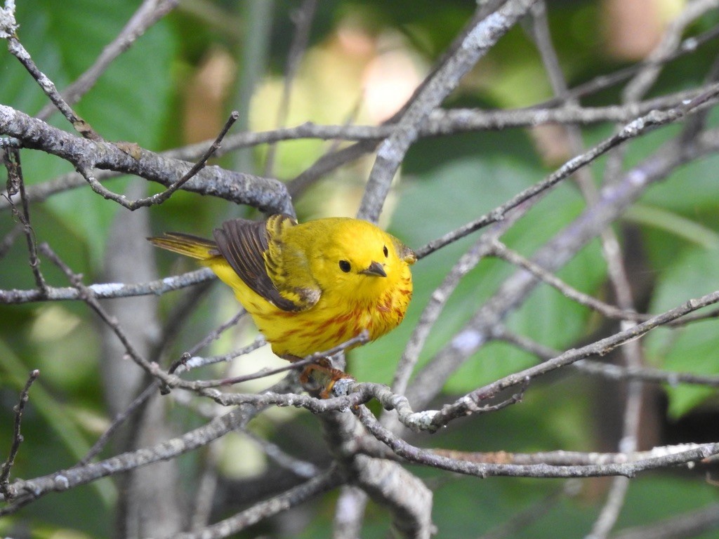 Northern Yellow Warbler - ML645696916