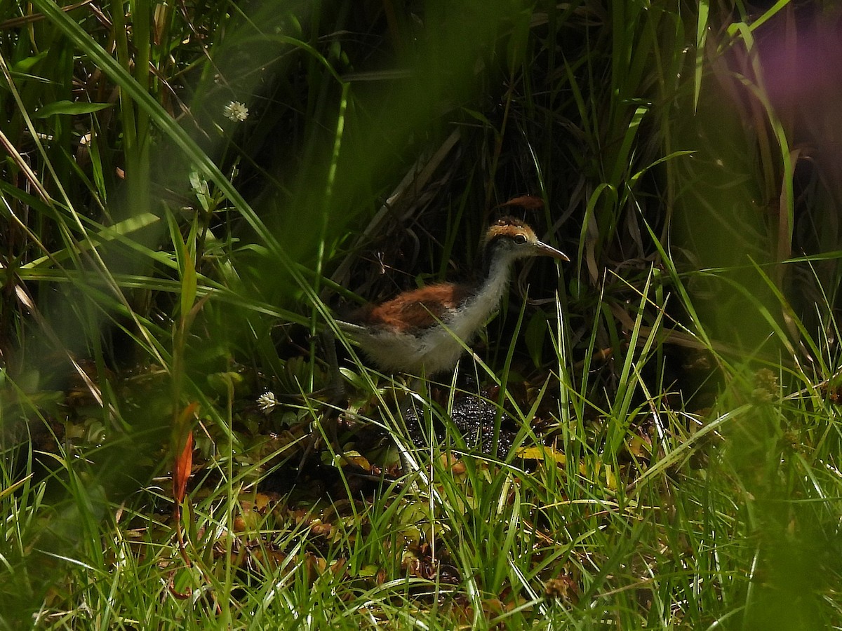 Wattled Jacana - ML645696926