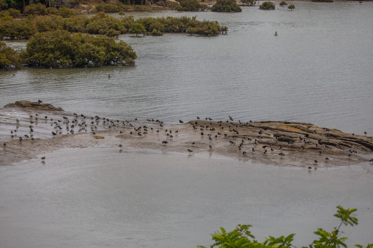 South Island Oystercatcher - ML645696933