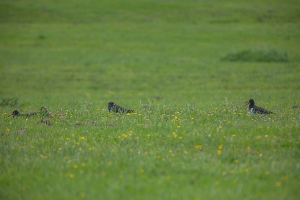 South Island Oystercatcher - ML645696935