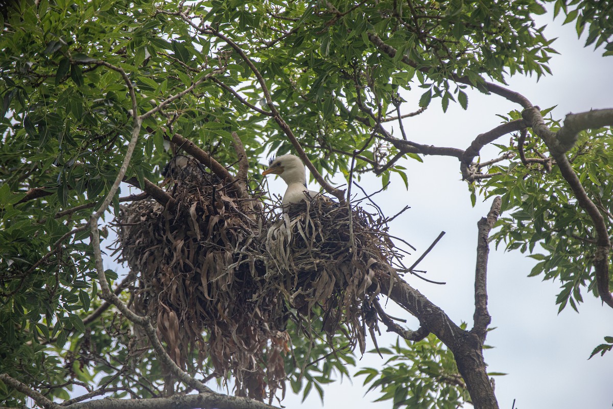 Little Pied Cormorant - ML645696939