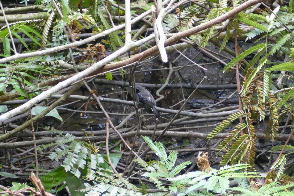 Southern White-fringed Antwren - ML645696945
