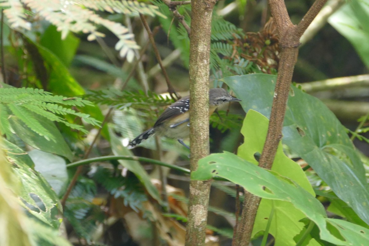 Southern White-fringed Antwren - ML645696946