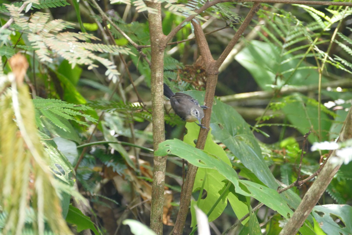 Southern White-fringed Antwren - ML645696948