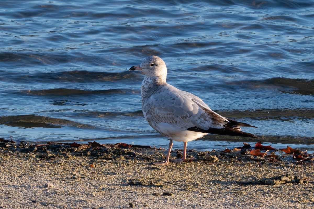 Gaviota de Delaware - ML645696964