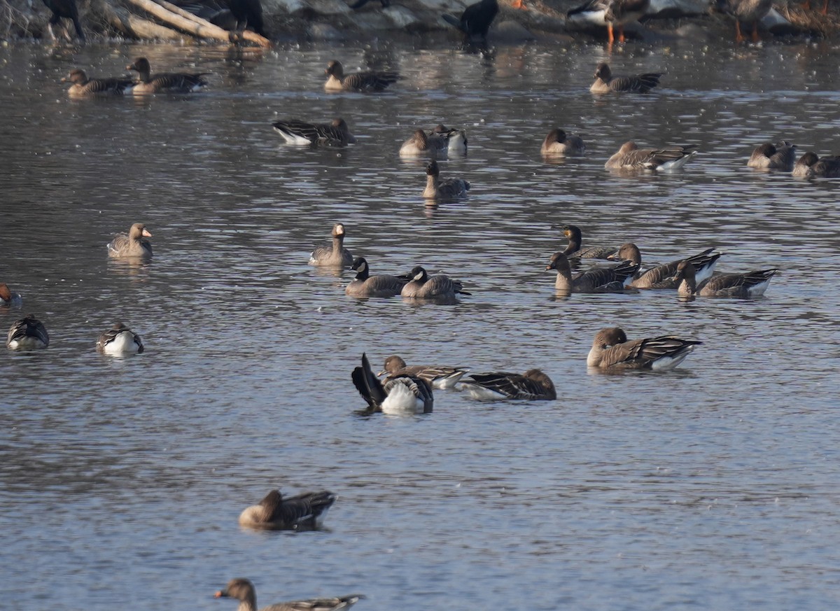 Barnacla Canadiense Chica (minima) - ML645696968