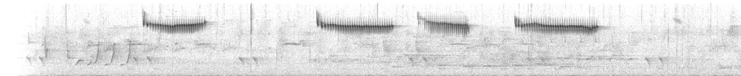 Maluro Espléndido - ML645696969