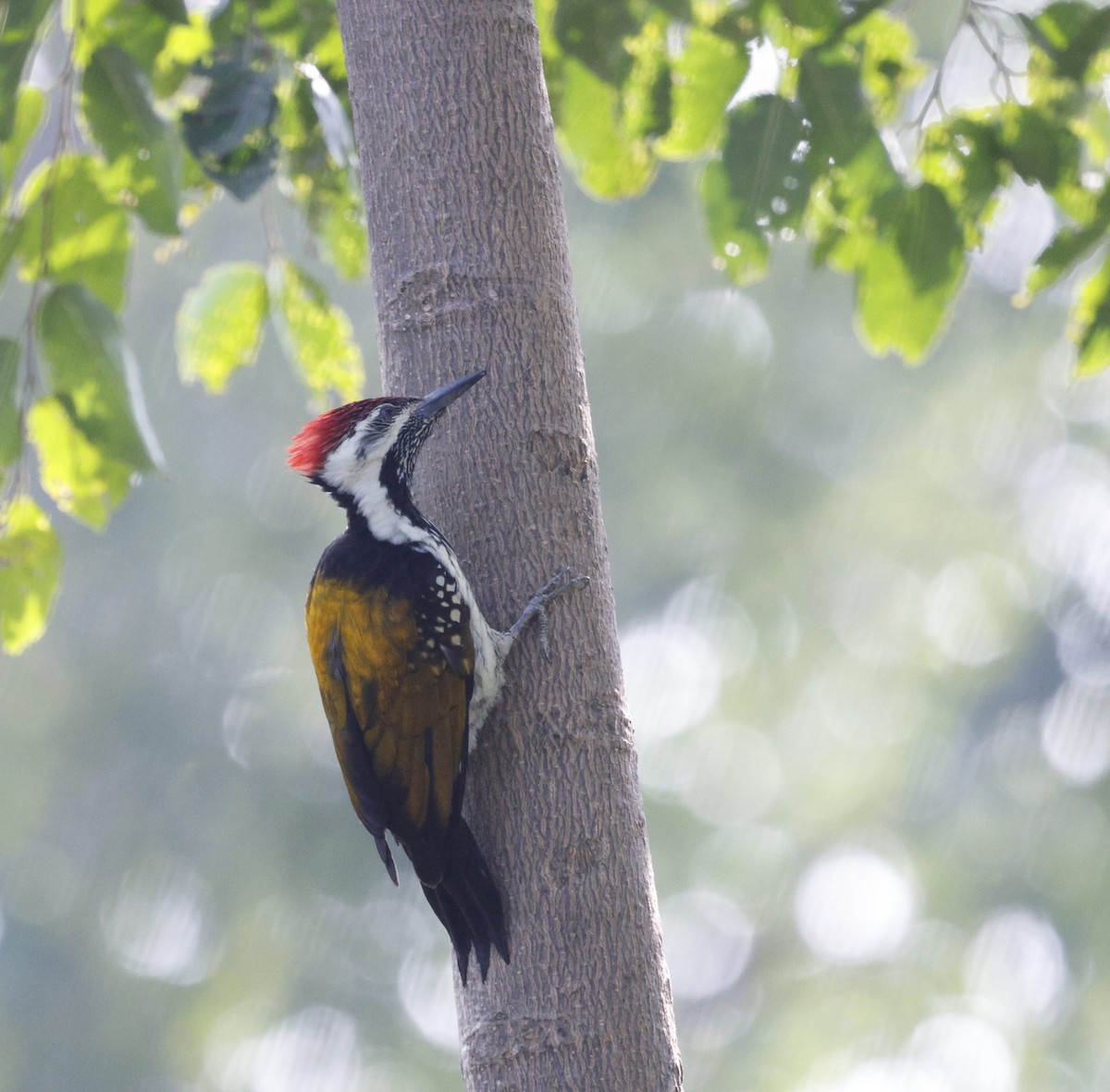 Pito Bengalí - ML645696972