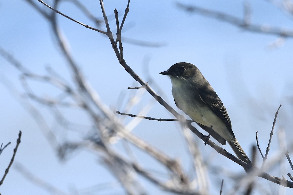 Mosquero Fibí - ML645696977