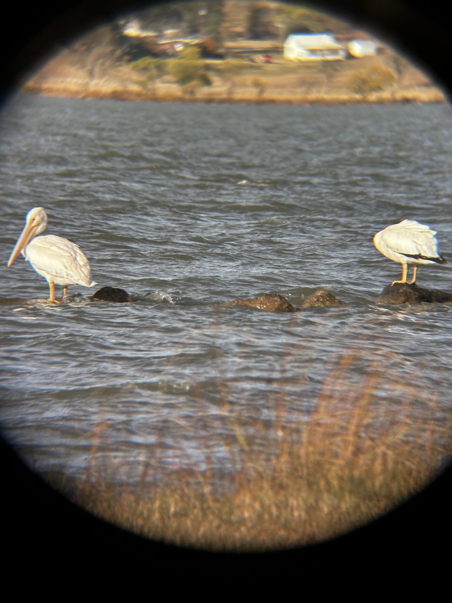 Pelícano Norteamericano - ML645696978