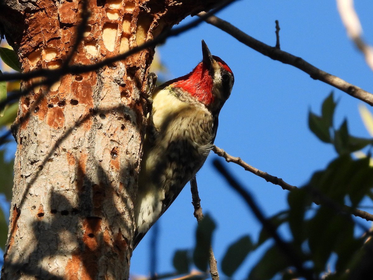 Chupasavia Nuquirrojo - ML645696980