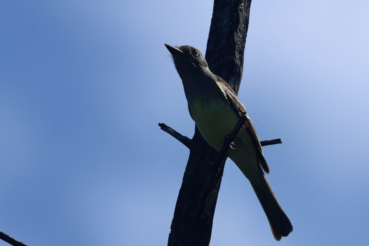 Copetón Viajero - ML645696982