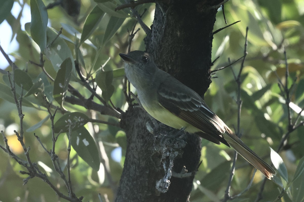 Copetón Viajero - ML645696983