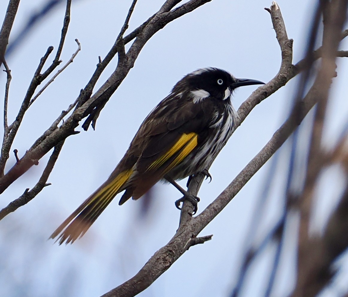 Mielero de Nueva Holanda - ML645696986