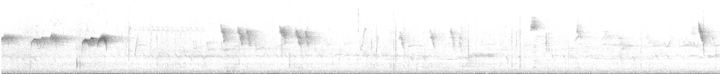 Sedosito Maculado - ML645696990