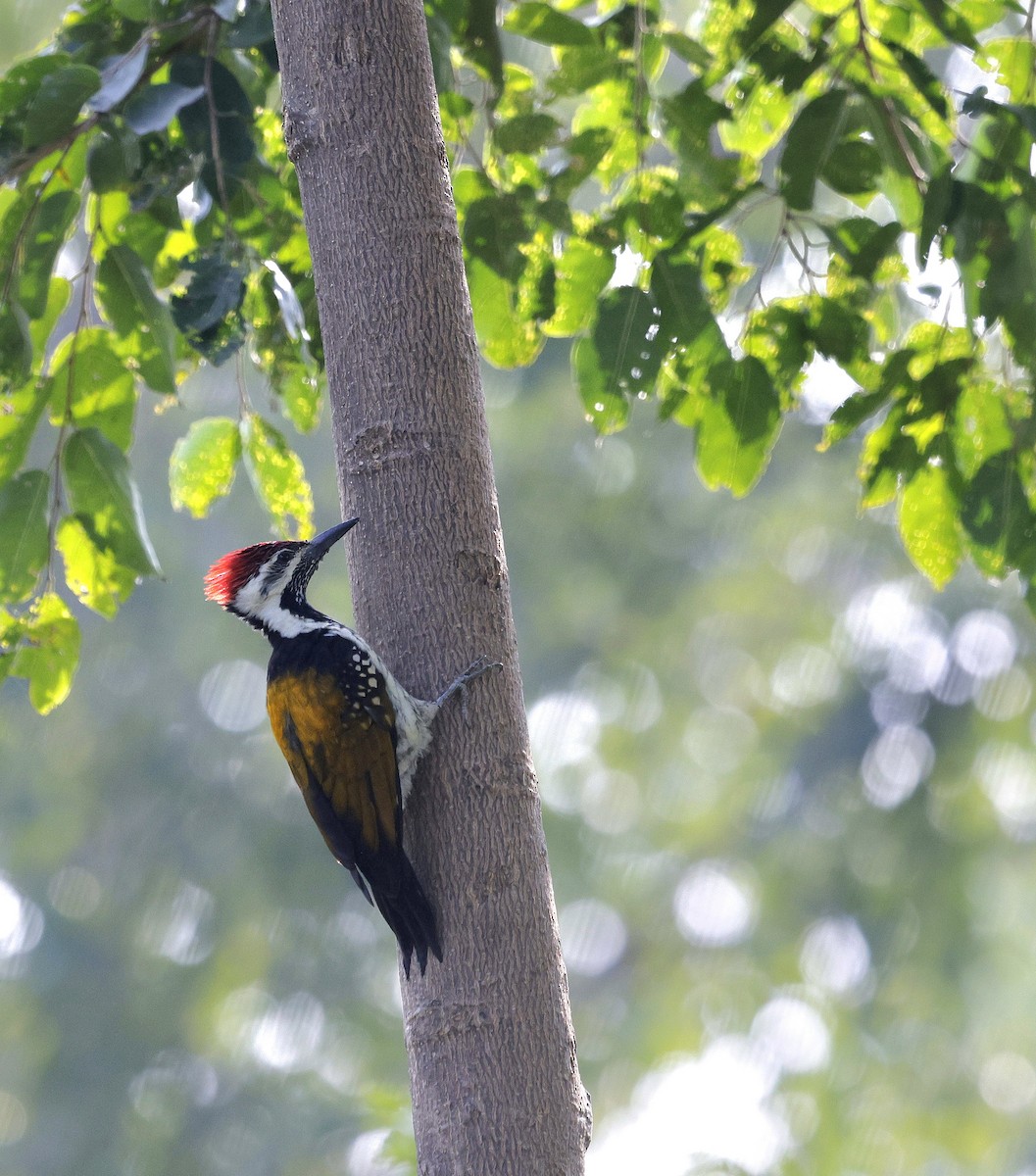 Pito Bengalí - ML645696992