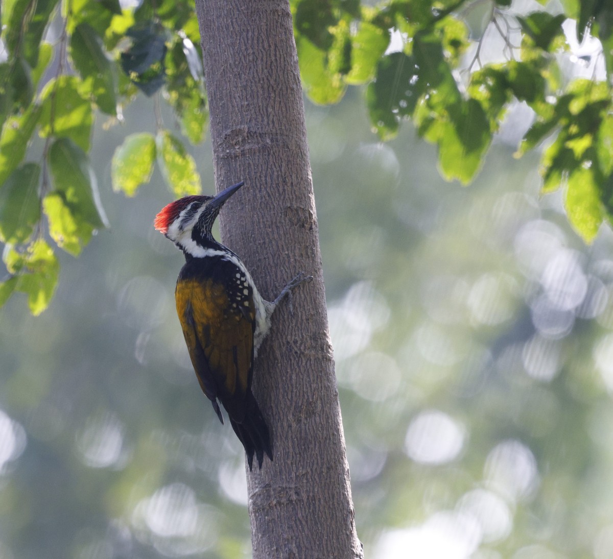 Pito Bengalí - ML645696994