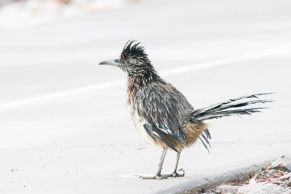 Correcaminos Grande - ML645696996