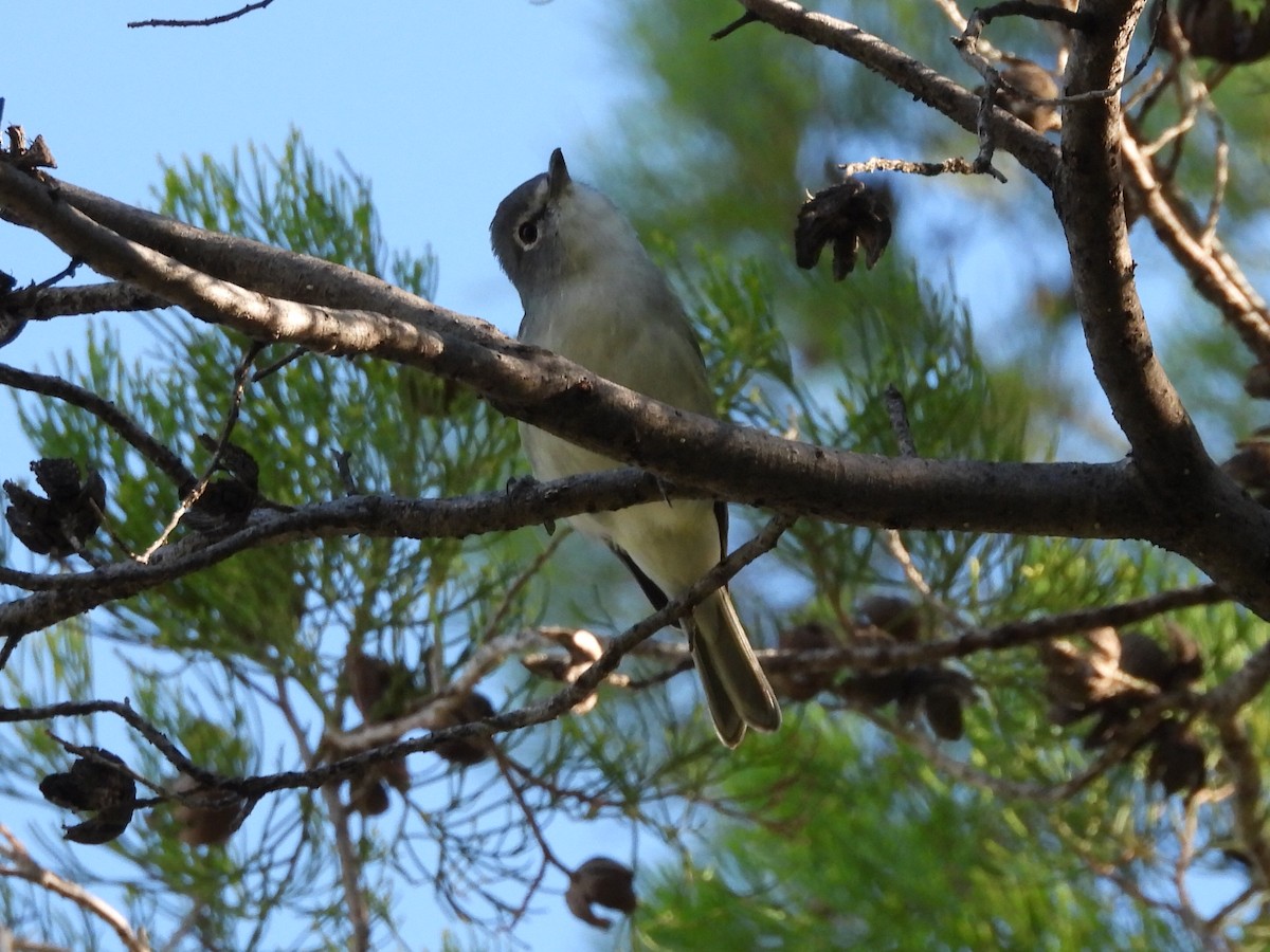 Vireo Plomizo - ML645696997
