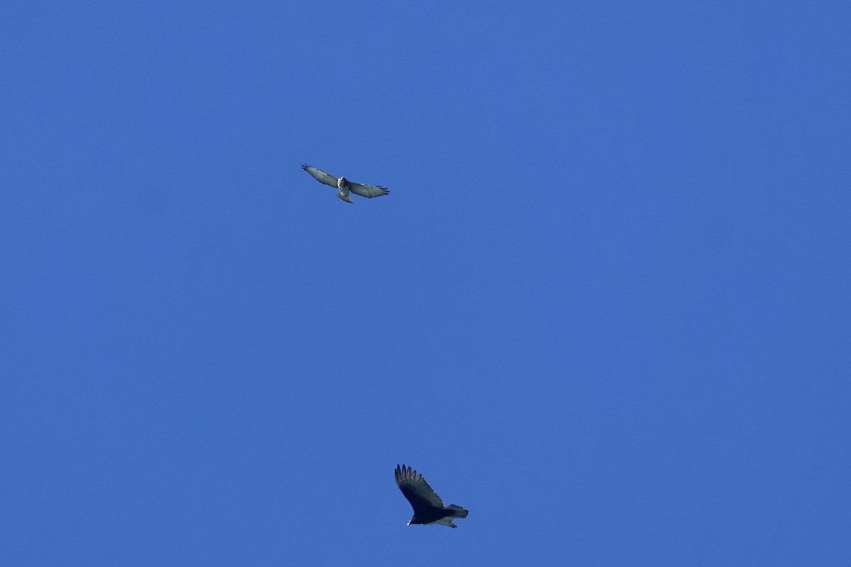 Busardo Aliancho - ML645696998