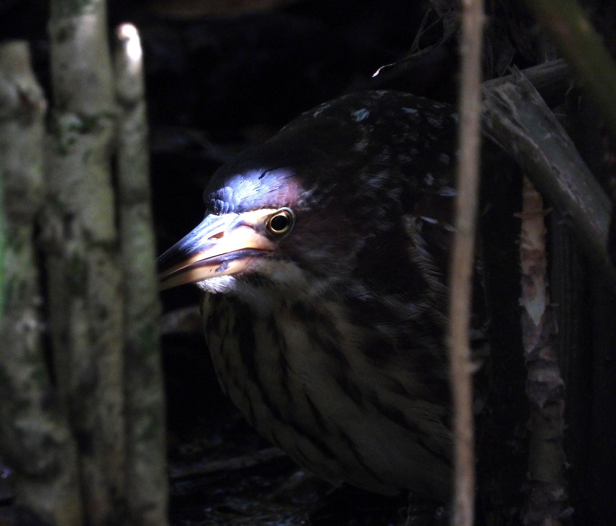 אנפית מזרחית - ML645697016