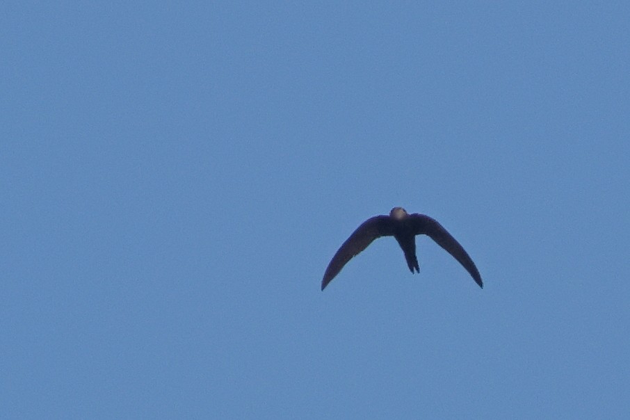 Common Swift - ML645697017