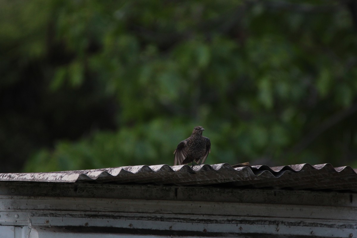 Blue Rock-Thrush - ML645697041