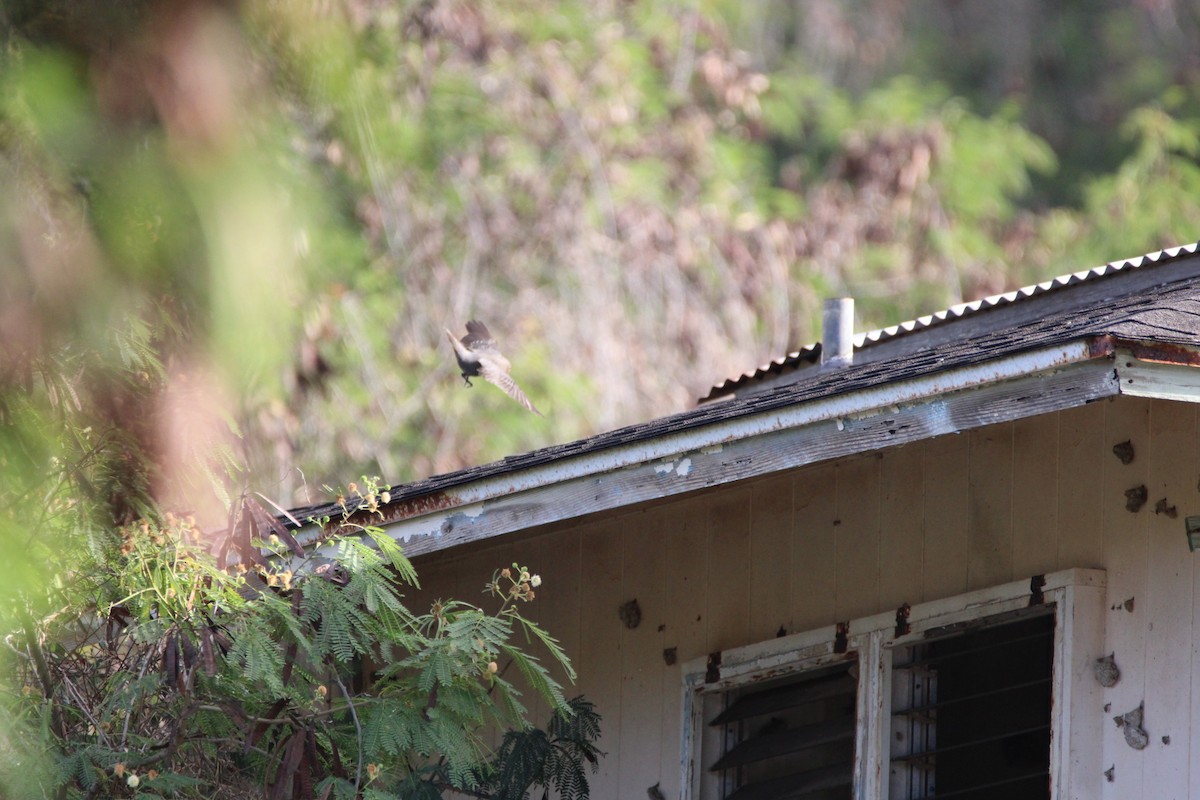 Blue Rock-Thrush - ML645697045