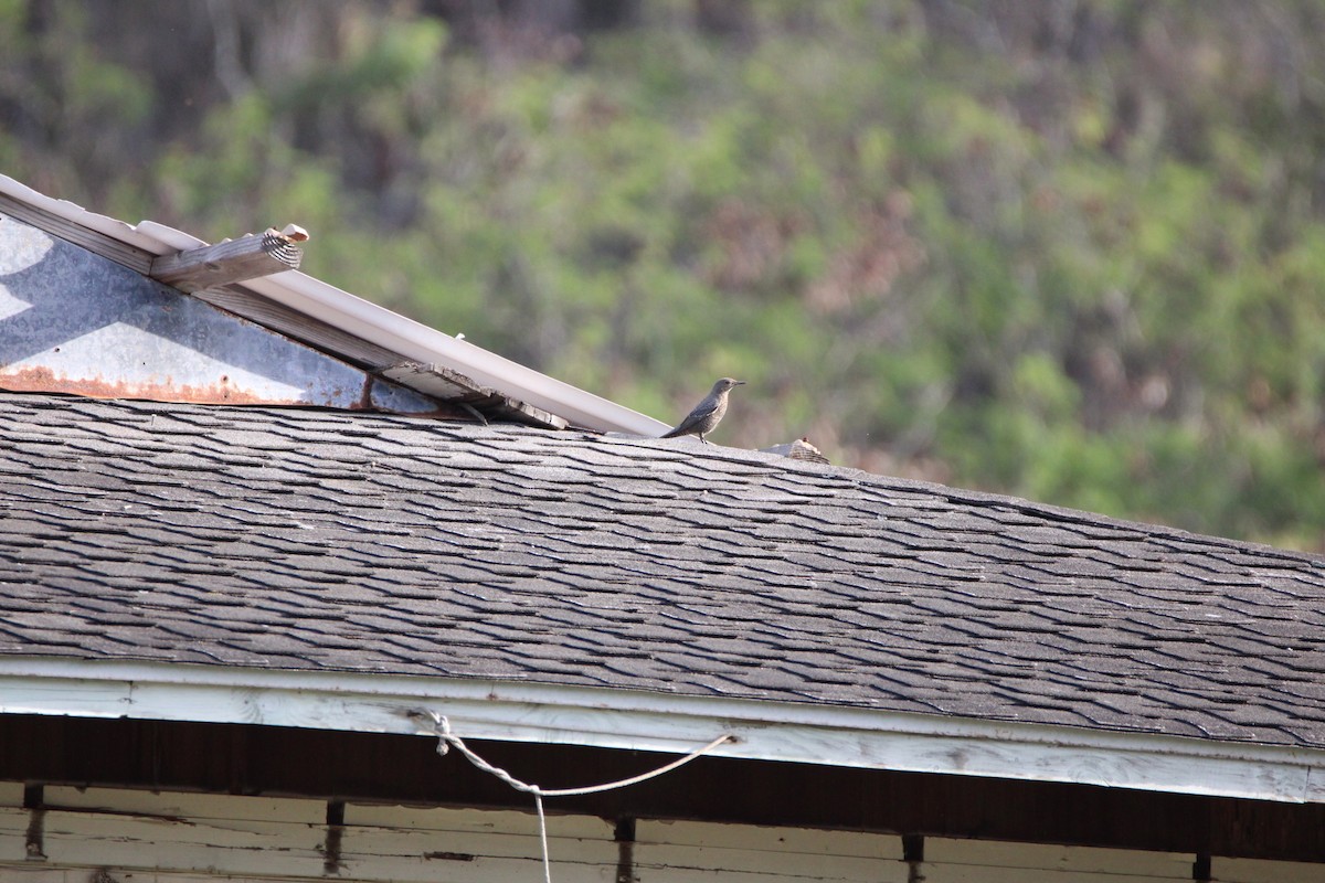 Blue Rock-Thrush - ML645697046