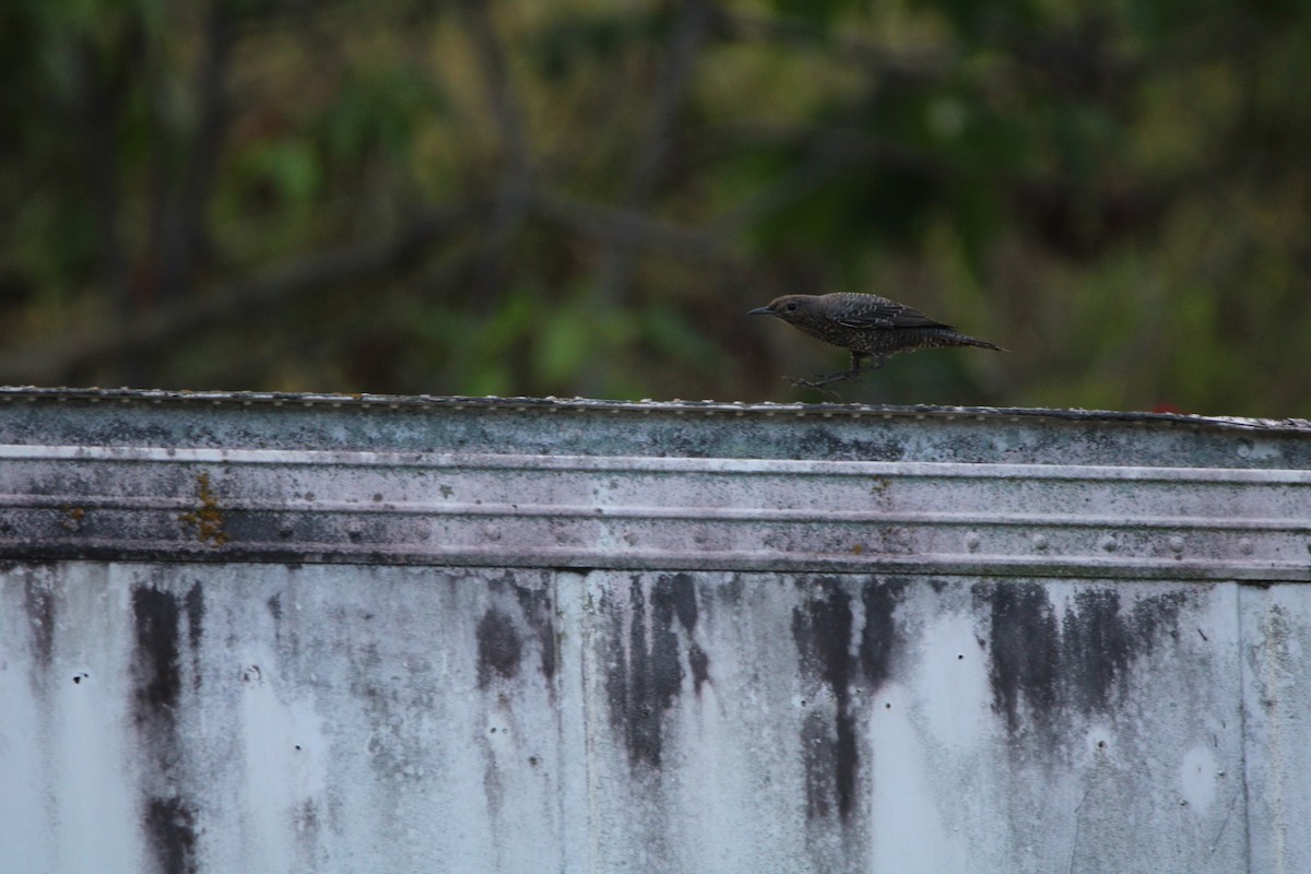 Blue Rock-Thrush - ML645697047