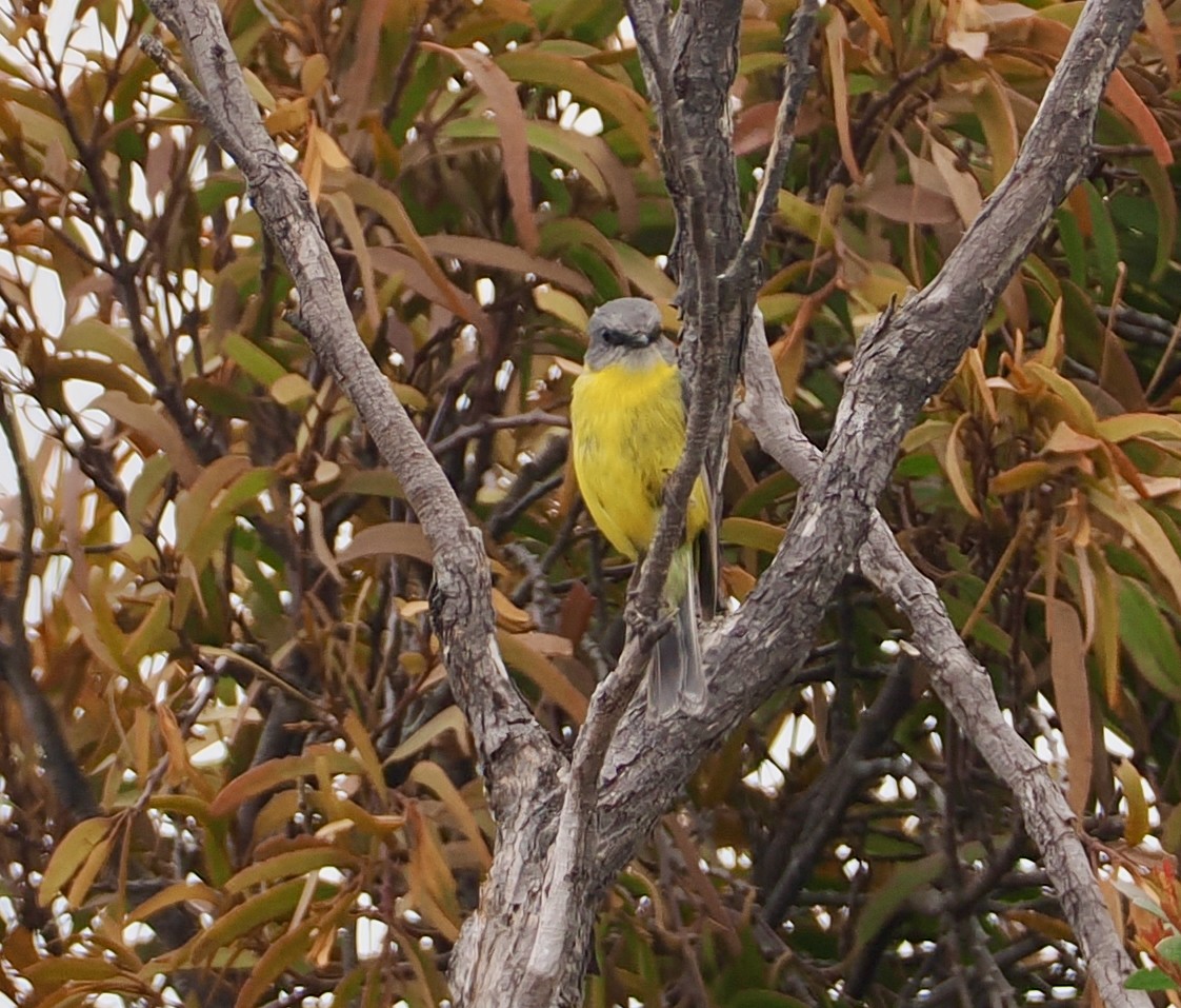 lejsčík žlutý - ML645697050