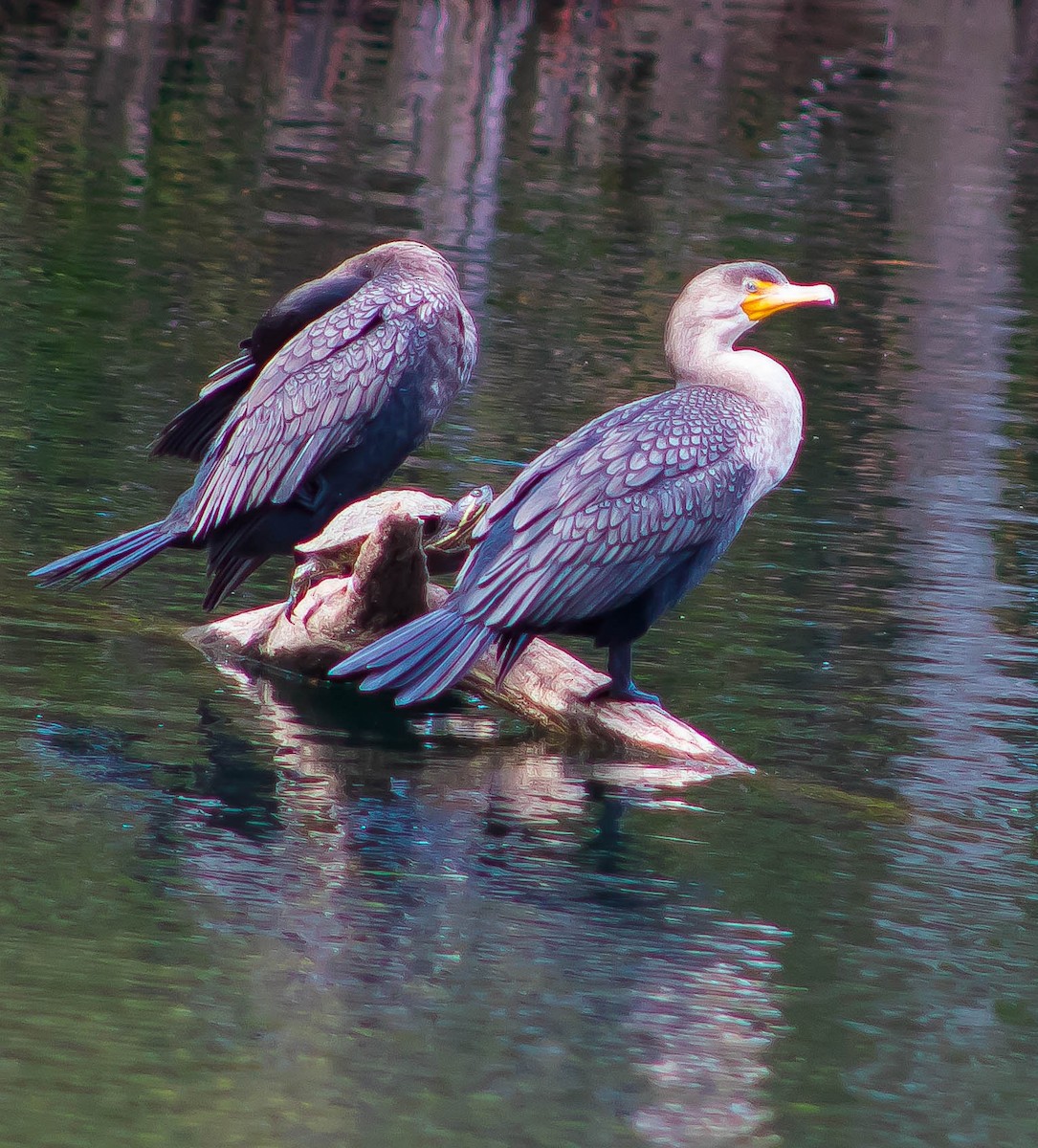 Double-crested Cormorant - ML645697064