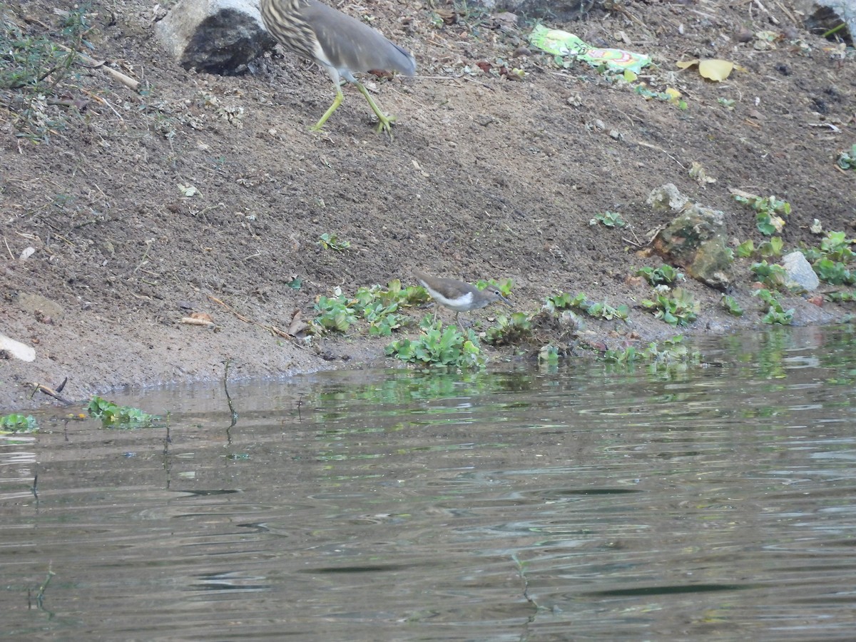 Common Sandpiper - ML645697065