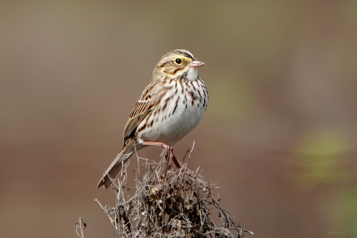 Savannah Sparrow - ML645697068