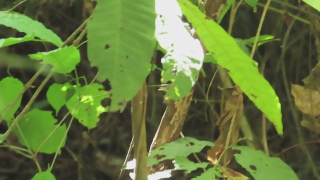 Мухолов сизоголовий - ML645697073