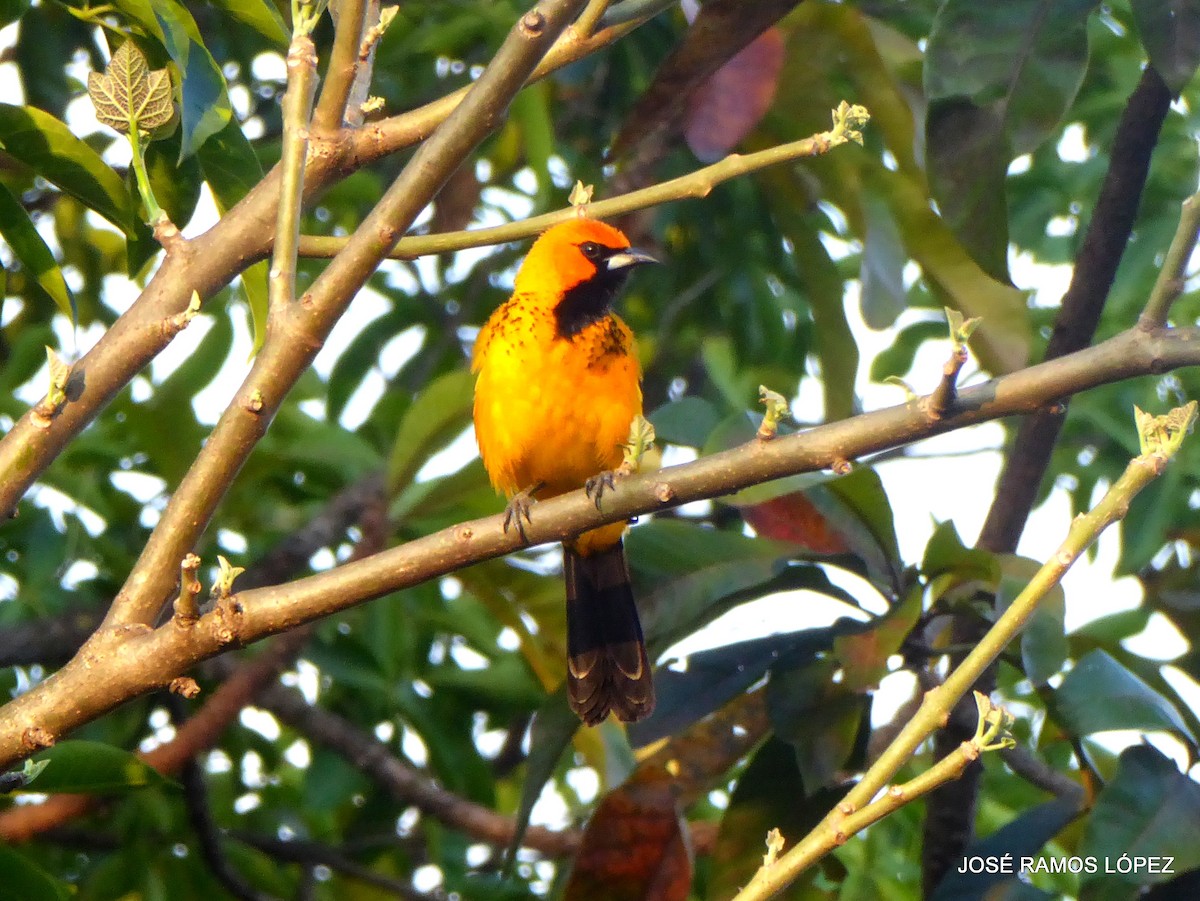 Spot-breasted Oriole - ML645697087