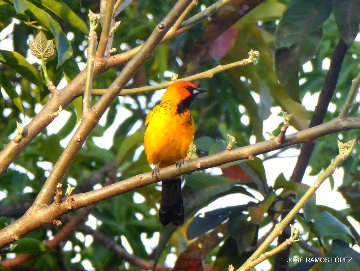 Spot-breasted Oriole - ML645697088