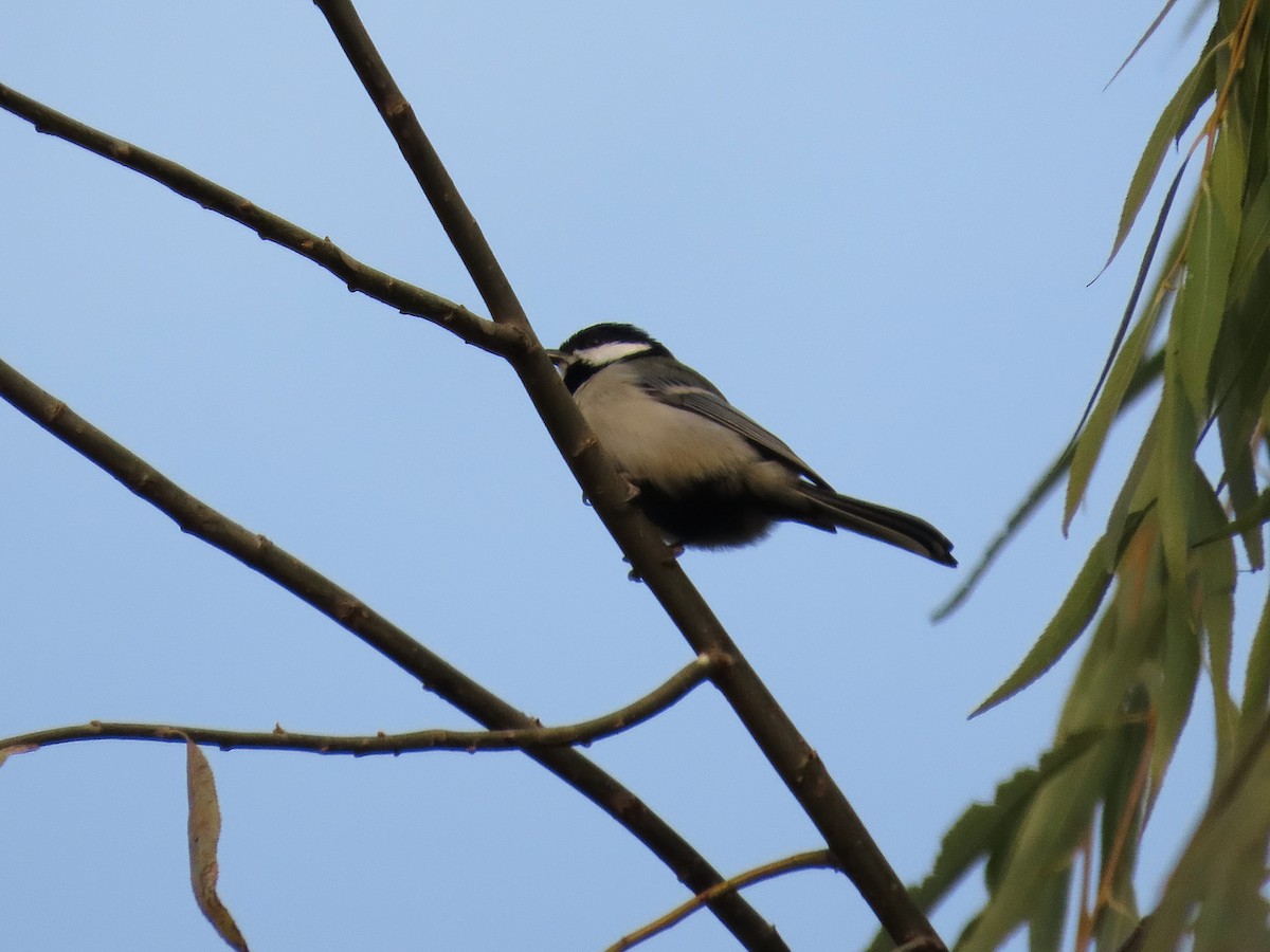 Asian Tit - ML645697091