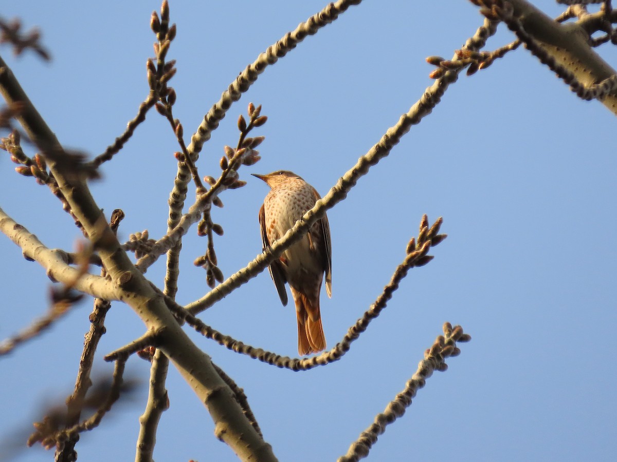 Kızıl Kanatlı Ardıç - ML645697098