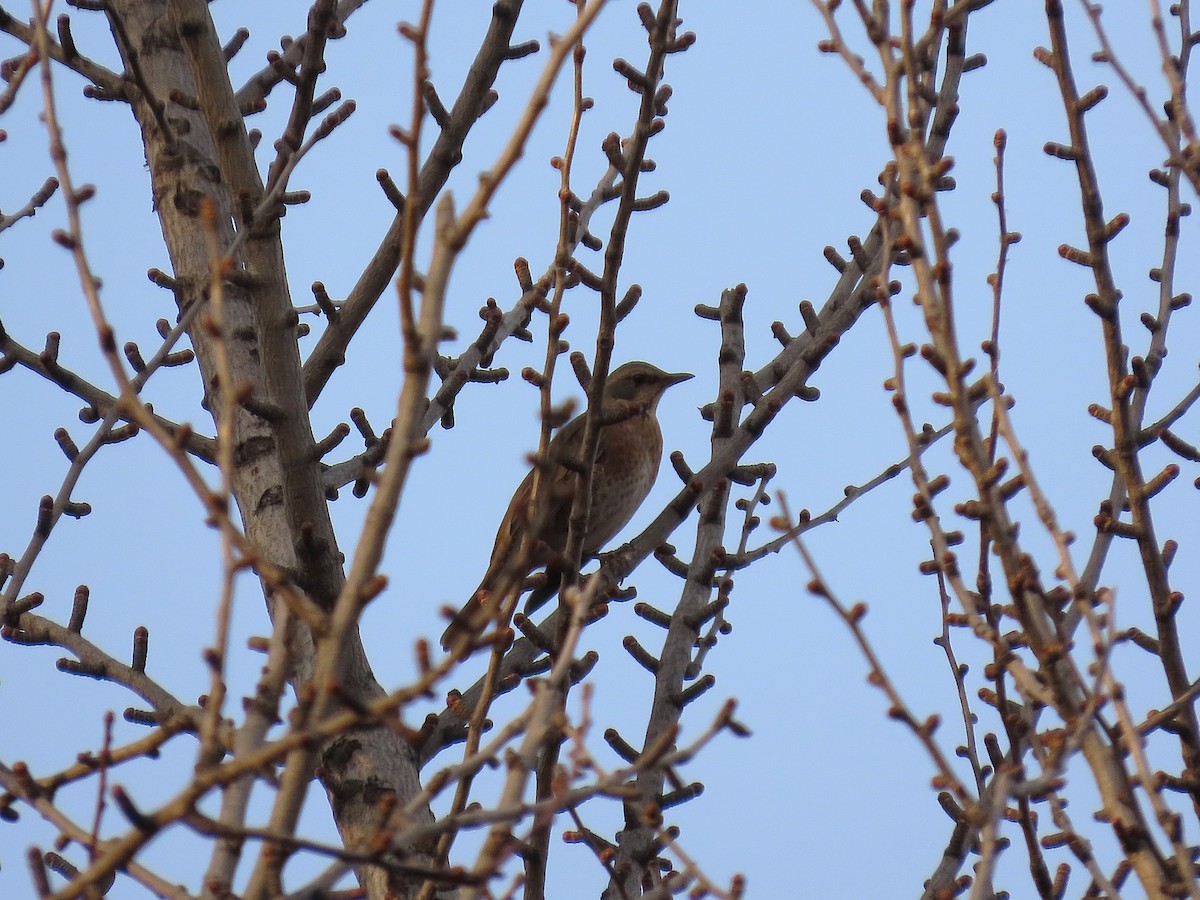 Kızıl Kanatlı Ardıç - ML645697099