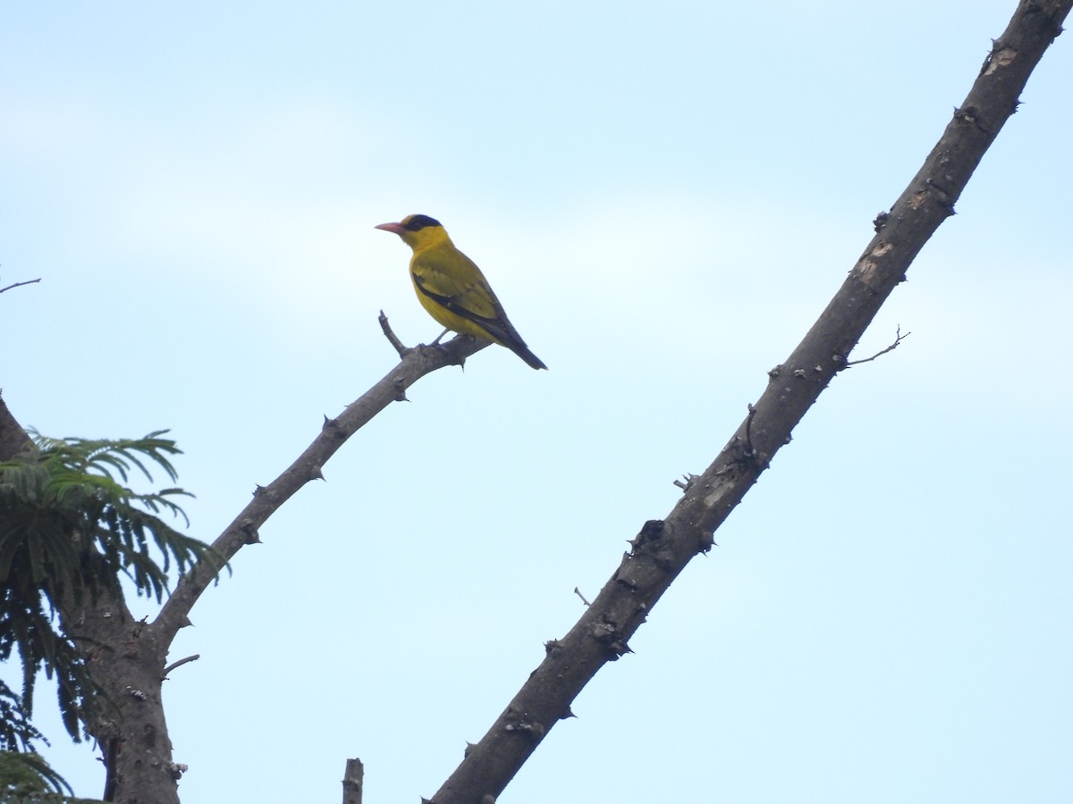 Black-naped Oriole - ML645697100