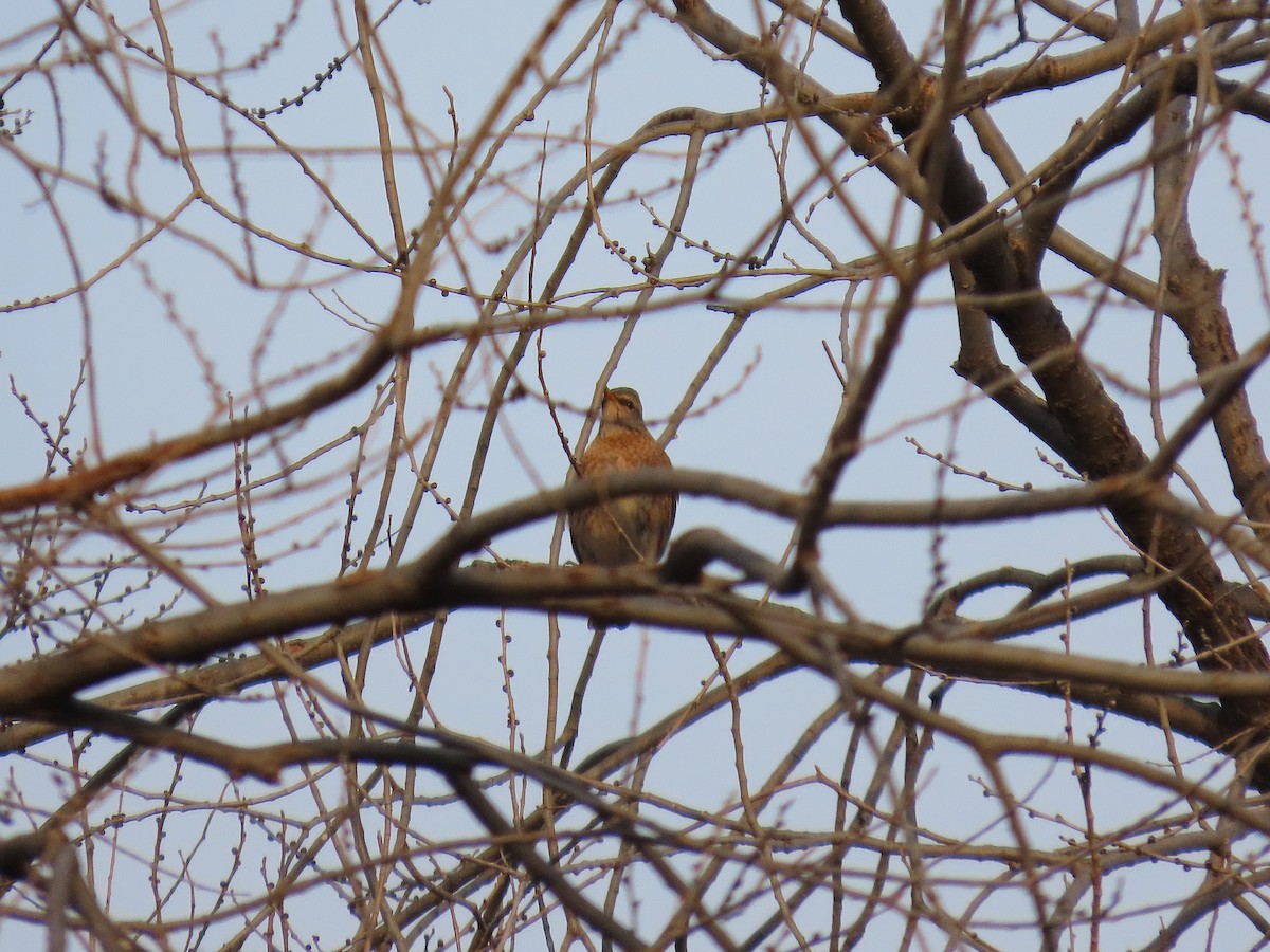 Kızıl Kanatlı Ardıç - ML645697104