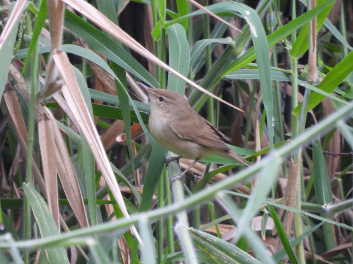 Blyth's Reed Warbler - ML645697107
