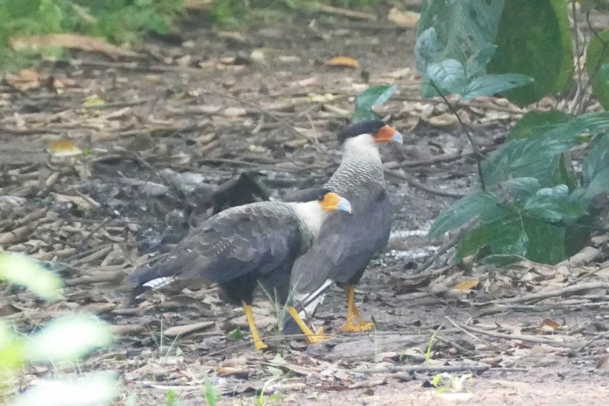 Crested Caracara - ML645697112