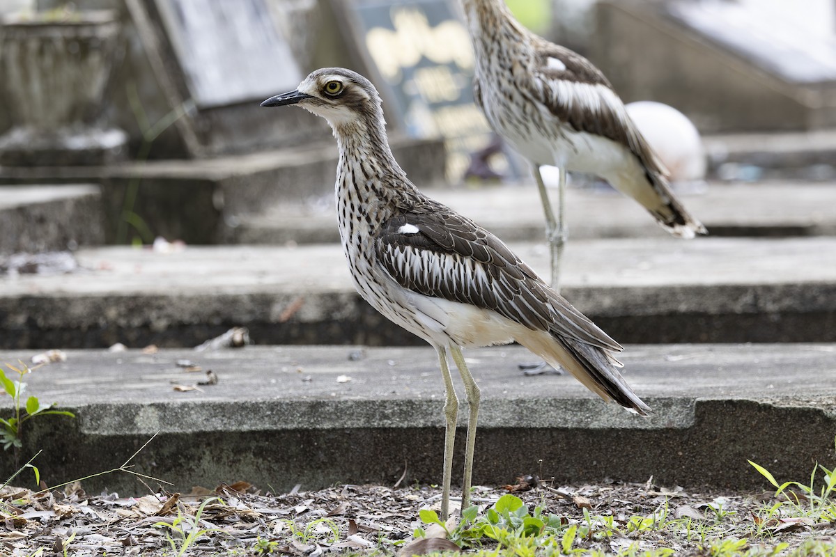 Bush Thick-knee - ML645697119